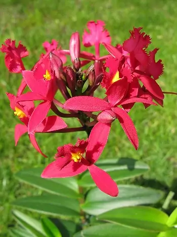 Epidendrum