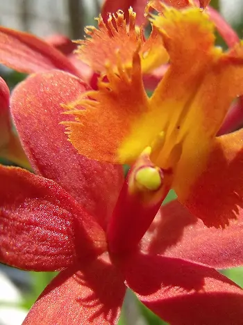 Epidendrum