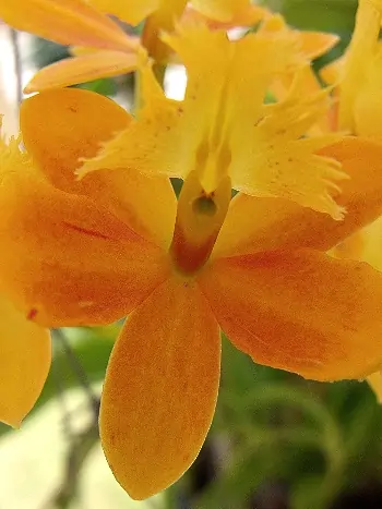 Epidendrum