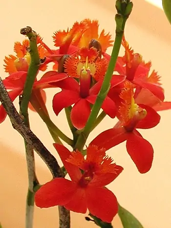 Epidendrum