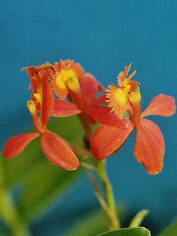 Epidendrum