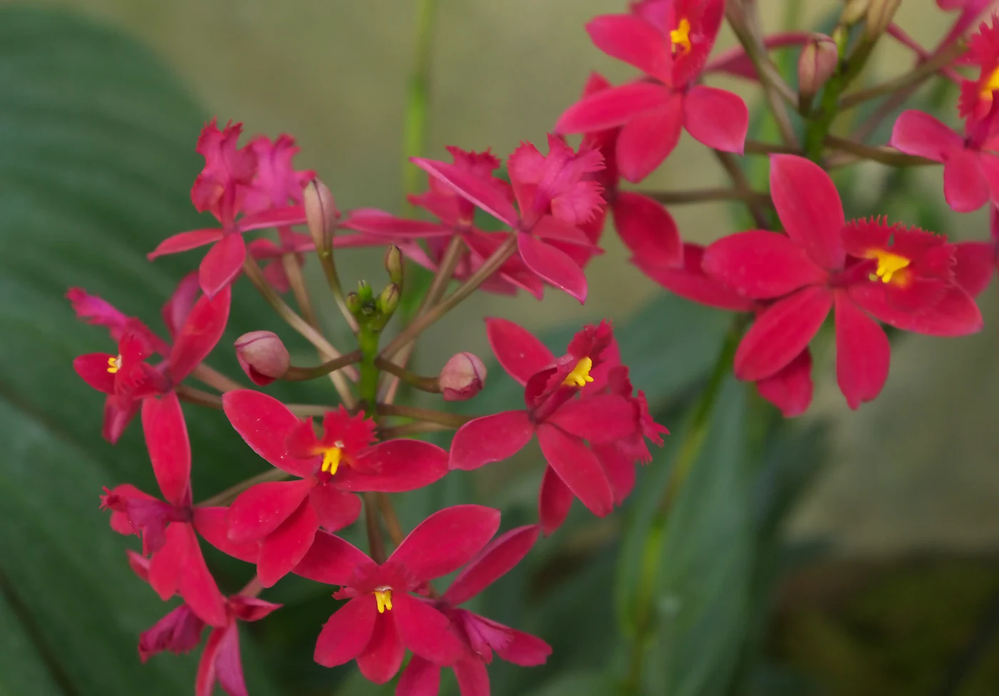 Epidendrum radicans 'Ballerina'