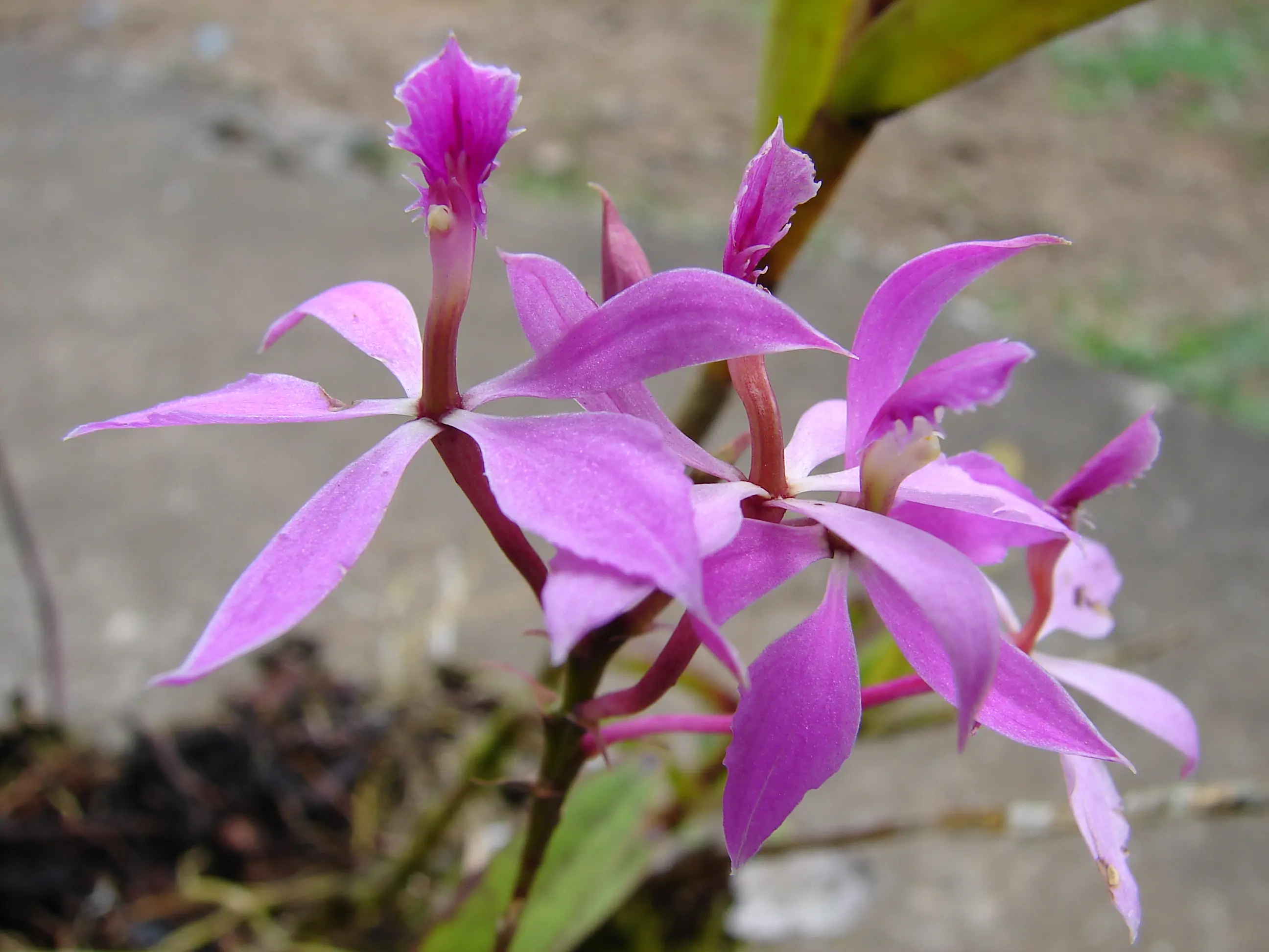 Epidendrum Pflege Orchideen / Juwelen der Natur