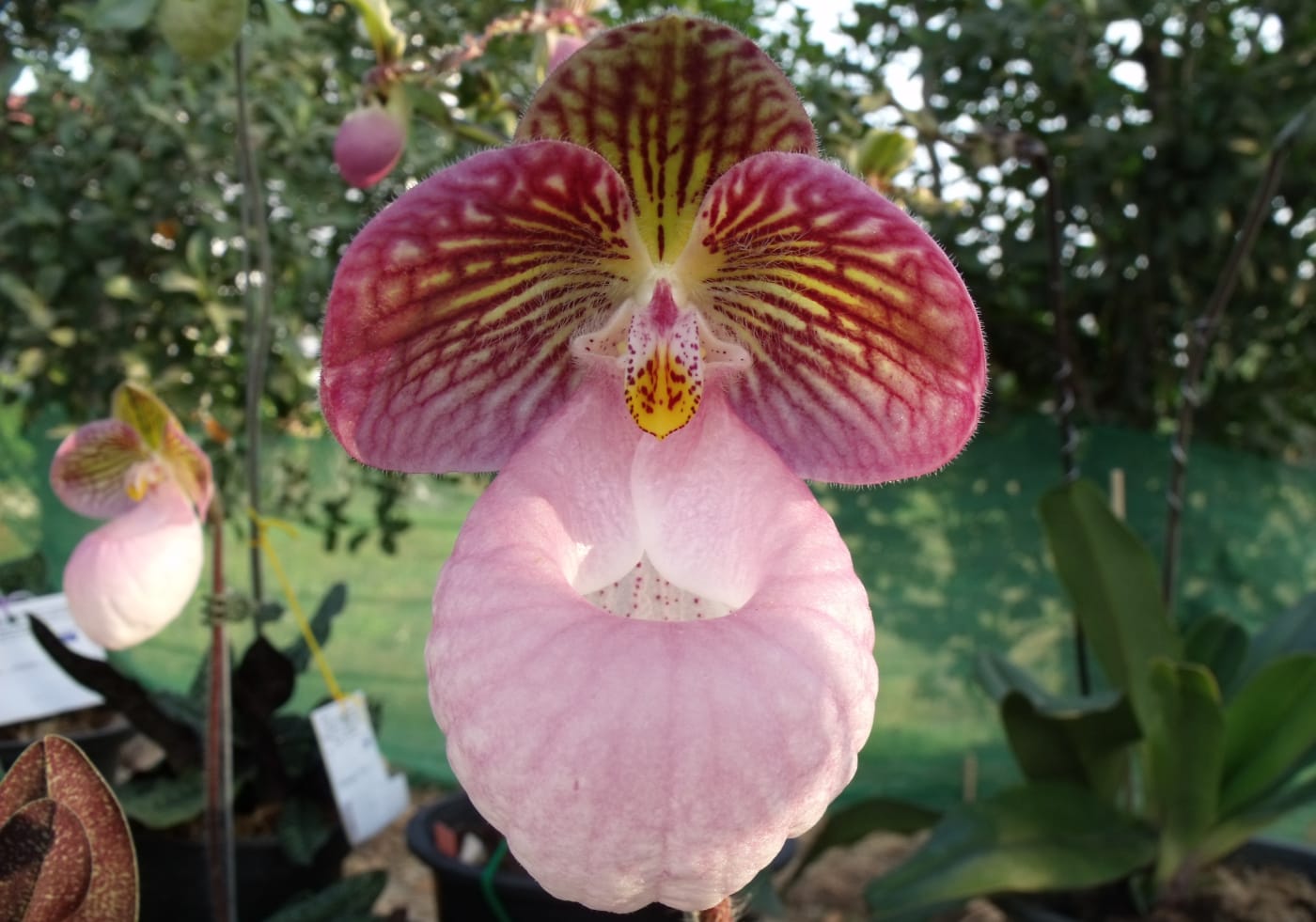 Frauenschuh Orchidee