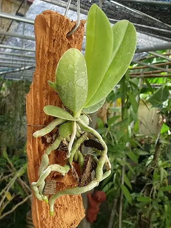 Beispiel einer aufgebundenen Orchidee