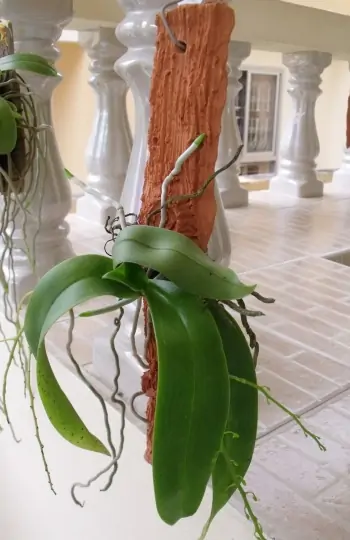 Beispiel einer aufgebundenen Orchidee