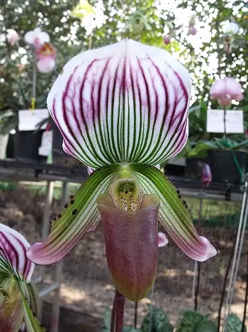 Paphiopedilum