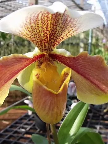 Paphiopedilum