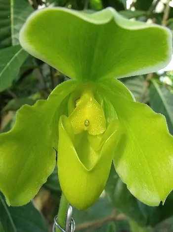 Paphiopedilum