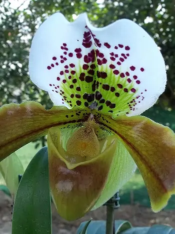 Paphiopedilum