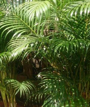 Areca-Palme