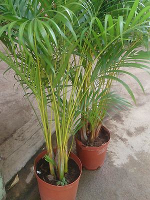 Umtopfen der Areca-Palme