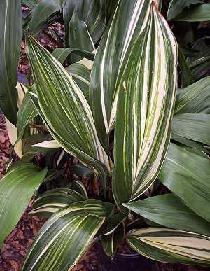 Aspidistra Variegata Palme