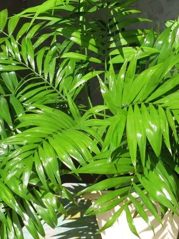 Chamaedorea (Bergpalme) pflegen: Steckbrief & Pflegetipps -  Pflanzenfreunde.com