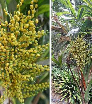 Bergpalme mit Blüte