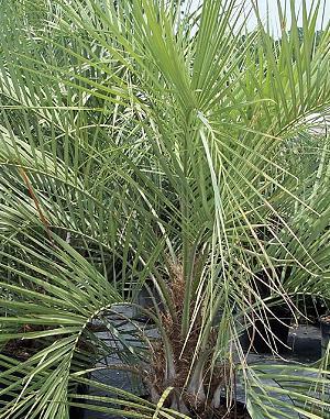 Butia capitata