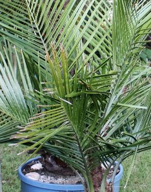 Butia eriospatha