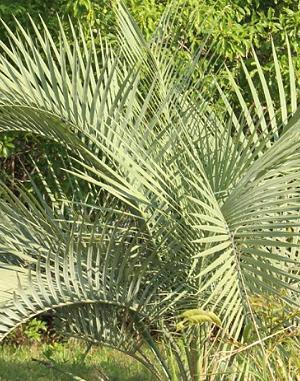 Butia paraguayensis