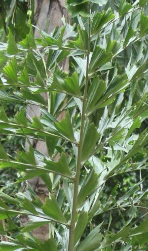 Caryota maxima