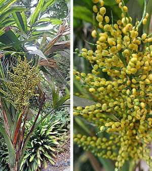 Bergpalme - Zum vergrößern klicken Bergpalme mit Blüte