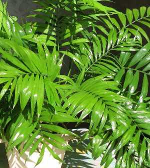 Bergpalme, Chamaedorea elegans - Zum vergrößern klicken Chamaedorea elegans, Bergpalme