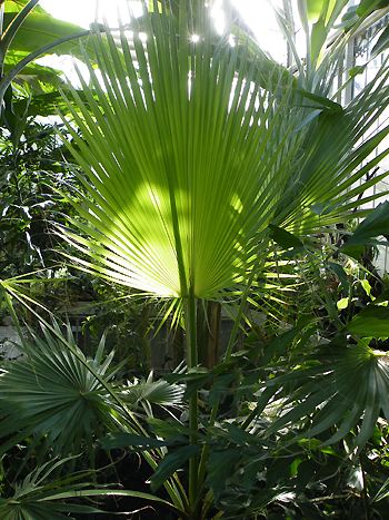 Chamaerops humilis