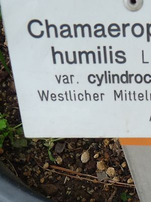 Chamaerops humilis in lehmiger Gartenerde, Sand und
					grobkörnigen Perliten