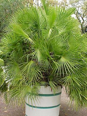 Chamaerops humilis in einem Kübel