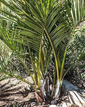 Dypsis decipiens