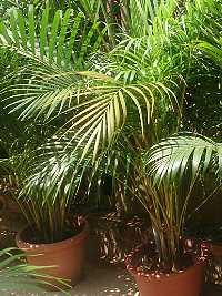 Dypsis lutescens kaufen (Amazon PartnerLink)