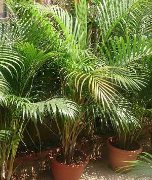 Dypsis lutescens