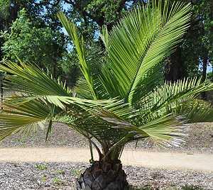 Jubaea chilensis