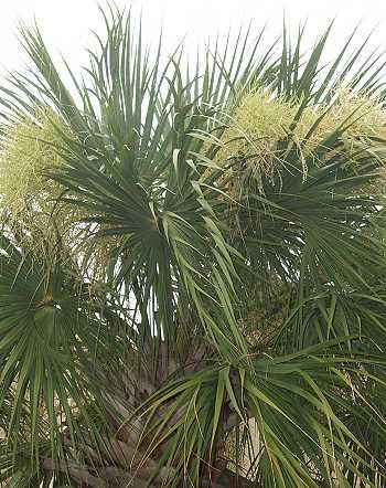 Sabal blackburniana, Palmettopalme