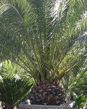 Phoenix canariensis