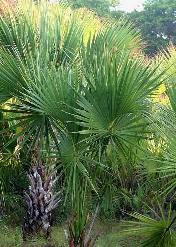 Sabal mexicana, Mexikanische Sabalpalme