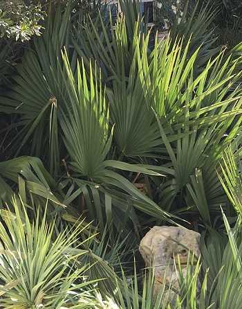 Sabal minor louisiana, Zwergpalmettopalme