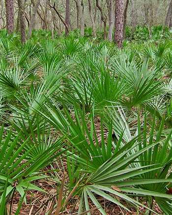 Serenoa repens, Sägepalme