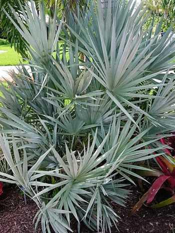 Serenoa repens silver, silberne Sägepalme