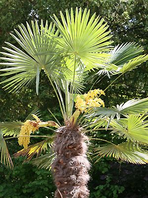 Trachycarpus fortunei im Garten gepflanzt