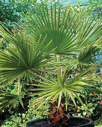 Trachycarpus fortunei, Chinesische Hanfpalme