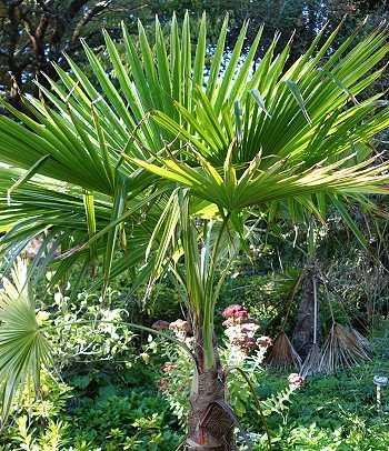 Trachycarpus martianus, Hanfpalme
