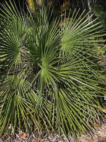 Trachycarpus nanus, Yunnan Zwerg-Hanfpalme