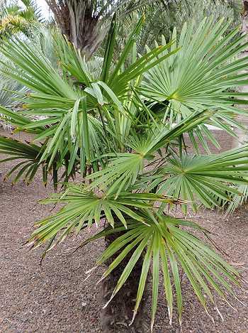 Trachycarpus takil, Kalamuni-Hanfpalme