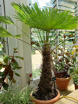 Trachycarpus fortunei im Garten gepflanzt