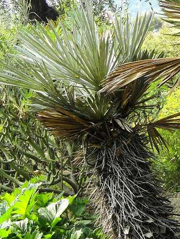 Trithrinax campestris, Blaue Nadelpalme