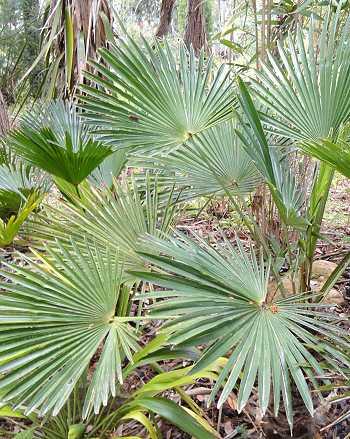 Trachycarpus fortunei wagnerianus, Wagners Hanfpalme