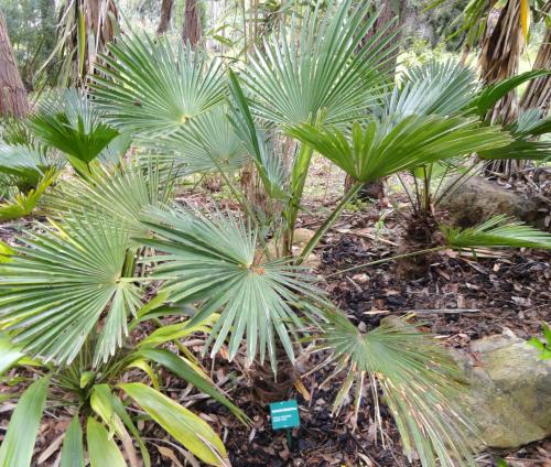 Hanfpalme Trachycarpus Pflege 123zimmerpflanzen