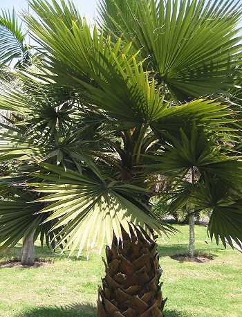 Washingtonia filifera, Kalifornische Washingtonpalme