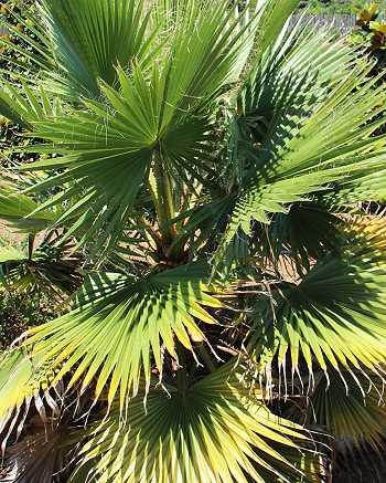 Washingtonia robusta, Mexikanische Washingtonpalme