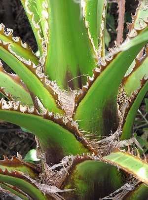 Washingtonia robusta, Mexikanische Washingtonpalme